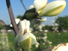 (White False Indigo) flowers (White False Indigo) flowers