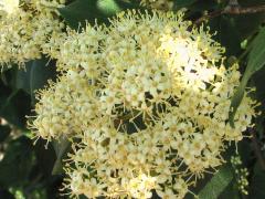 (Gray Dogwood) (Gray Dogwood)