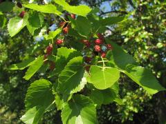 (White Mulberry) fruit (White Mulberry) fruit