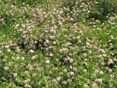 (Crown Vetch) colony (Crown Vetch) colony
