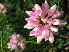 (Crown Vetch) flower (Crown Vetch) flower
