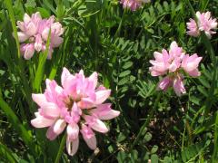 (Crown Vetch) flowers (Crown Vetch) flowers