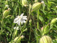 (White Campion) (White Campion)