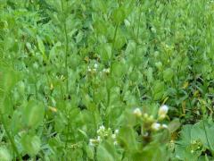(Field Pennycress) (Field Pennycress)