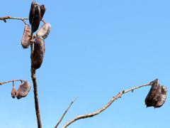 (Kentucky Coffeetree) fruit (Kentucky Coffeetree) fruit