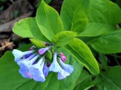 (Virginia Bluebells) (Virginia Bluebells)