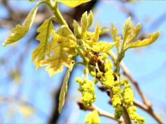 (Bur Oak) male flowers (Bur Oak) male flowers