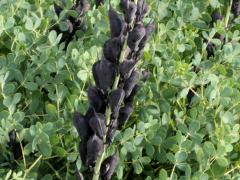 (Blue False Indigo) (Blue False Indigo)