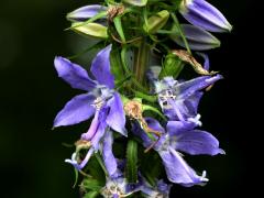 (Tall Bellflower) (Tall Bellflower)