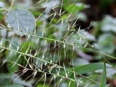 (Bottlebrush Grass) (Bottlebrush Grass)