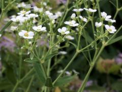 (Flowering Spurge) (Flowering Spurge)