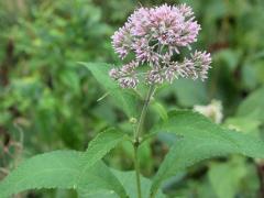 (Purple Joe Pye Weed) (Purple Joe Pye Weed)