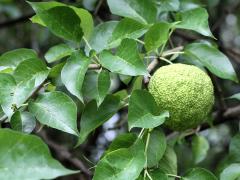 (Osage Orange) (Osage Orange)