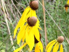 (Yellow Coneflower) (Yellow Coneflower)