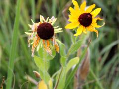 (Black-eyed Susan) (Black-eyed Susan)