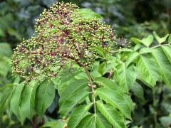 (Elderberry) fruit (Elderberry) fruit