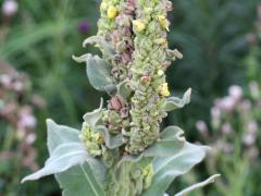 (Common Mullein) (Common Mullein)