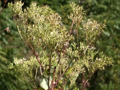 (Pale Indian Plantain) (Pale Indian Plantain)