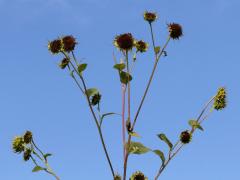 (Garden Sunflower) panicle (Garden Sunflower) panicle