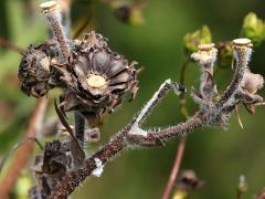 (Compass Plant) seeds (Compass Plant) seeds