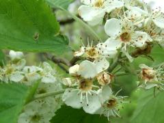 (Downy Hawthorn) flowers (Downy Hawthorn) flowers