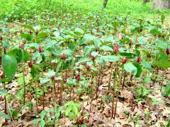 (Red Trillium) colony (Red Trillium) colony
