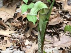(Jack-in-the-Pulpit) (Jack-in-the-Pulpit)