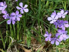 (Woodland Phlox) (Woodland Phlox)