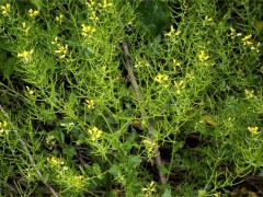 (Yellow Rocket) (Yellow Rocket)