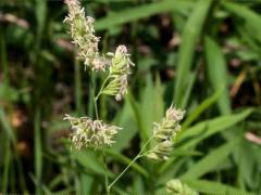 (Orchard Grass) inflorescence (Orchard Grass) inflorescence