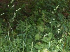 (Orchard Grass) (Orchard Grass)
