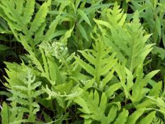 (Sensitive Fern) (Sensitive Fern)