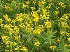 (Balsam Ragwort) (Balsam Ragwort)