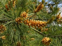 (White Pine) pollen cone (White Pine) pollen cone