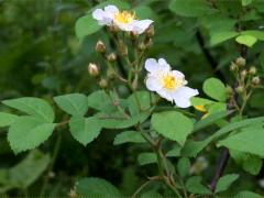 (Multiflora Rose) (Multiflora Rose)