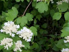 (European Highbush Cranberry) (European Highbush Cranberry)