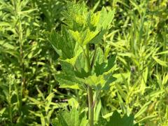 (Pale Indian Plantain) (Pale Indian Plantain)