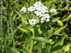 (Wild Quinine) (Wild Quinine)
