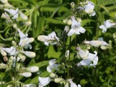 (Foxglove Beard Tongue) (Foxglove Beard Tongue)
