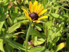 (Black-eyed Susan) (Black-eyed Susan)