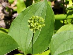 (Common Carrion Flower) flowers (Common Carrion Flower) flowers