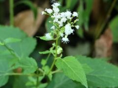 (White Snakeroot) (White Snakeroot)