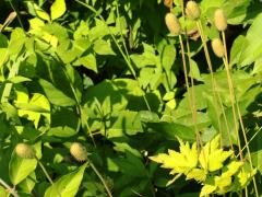 (Tall Anemone) fruit (Tall Anemone) fruit