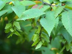 (American Hornbeam) (American Hornbeam)