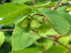 (American Hazelnut) fruit (American Hazelnut) fruit