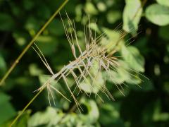(Bottlebrush Grass) fruit (Bottlebrush Grass) fruit