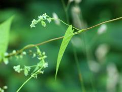 (Wild Buckwheat) (Wild Buckwheat)
