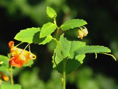 (Orange Jewelweed) (Orange Jewelweed)