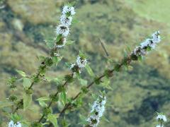 (Wild Mint) (Wild Mint)