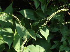 (Virginia Knotweed) (Virginia Knotweed)